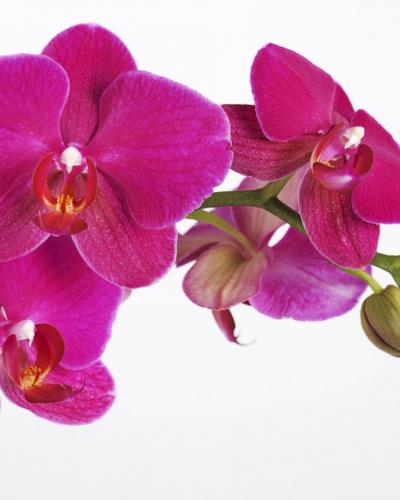 Malvina ROELANDS
